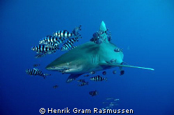 This Oceanic white tip seemed exited about the charging o... by Henrik Gram Rasmussen 